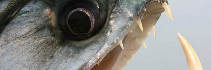 River.Monsters.S09E06.Malaysian.Lake.Monster.720p.WEB.x264-DHD[eztv]